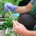 mãos com luvas seguram pipeta que transfere larva para tubo de ensaio. ao fundo, vasos de plantas. #paratodosverem