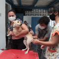 Mulher segura cachorro, um homem aplica a injeção e outra mulher ampara o animal. #paratodosverem