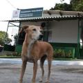 cão está em parado em frente a fachada de clínica veterinária. Ele olha para o lado. #paratodosverem