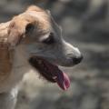 cachorro com a língua para fora #paratodosverem