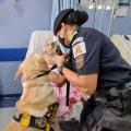 guarda segura cachorro em frente a cama de hospital com paciente #paratodosverem