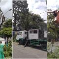 três imagens de árvores sendo podadas #paratodosverem