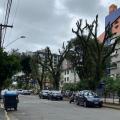 Ingazeiros recebem poda especial para reduzir risco de quedas e aumentar segurança em Santos