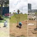 Mil árvores serão plantadas em Santos neste ano para homenagear o Rei Pelé
