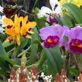 Orquidário de Santos receberá 2ª Feira de Orquídeas com exposições e ação beneficente