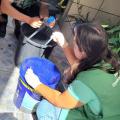 agentes vasculham recipiente de plástico que pode ter larvas. #paratodosverem