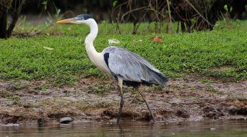 Garça caminha na beira de rio em área de lama. #pracegover