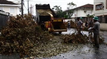 Árvores tombadas em ventania em Santos começam a ser recolhidas  