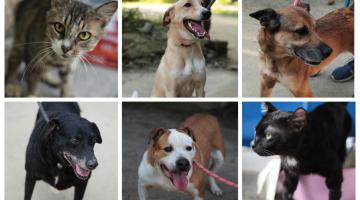 Dia do Vira-Latas: Deu match? Adote um animal em Santos