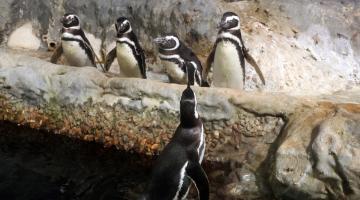pinguins no aquário #paratodosverem