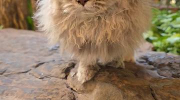 gato peludo de frente para a foto. #paratodosverem