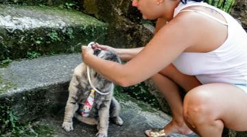 Cães recebem coleiras contra a leishmaniose em Santos