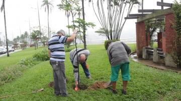 3 homens plantam árvore #paratodosverem 