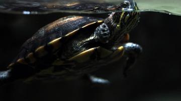 tartaruga põe a cabeça fora d'água em tanque do aquário. #paratodosverem