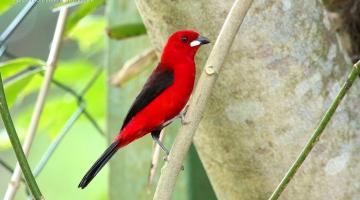 Tiê-sangue, ave de plumagem vermelha predominante, com algumas penas pretas. Ela está pousada em galho de árvore. #paratodosverem