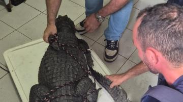 dois homens seguram um jacaré com a boca amarrada. #paratodosverem