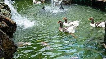 Lagoa com patos e outras aves nadando. #Pracegover