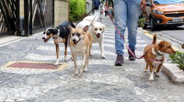 pessoa passeia com cães na rua. #paratodosverem