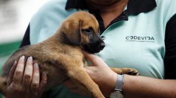 Chuvas: animais são vacinados e recebem doações em Santos