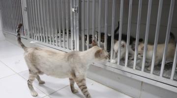 gatos em abrigo da codevida #paratodosverem 