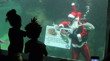 Papai Noel mergulha no Aquário de Santos nesta sexta