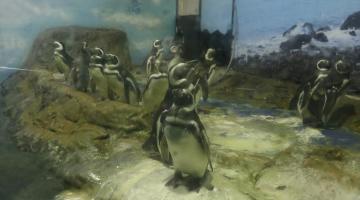 Vários pinguins dentro do aquário #paratodosverem
