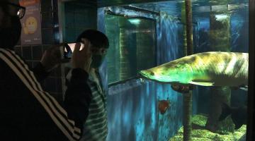 duas pessoas observam grande peixe dentro de tanque no aquário. #paratodosverem