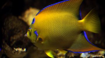 Peixe colorido em tanque no Aquário. #paratodosverem