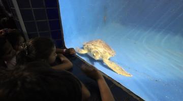 crianças estão diante de tanque do aquário vendo tartaruga nadar. #paratodosverem