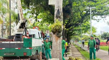 operários atuando nas árvores #paratodosverem