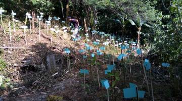 Demarcações de árvores que foram plantadas em espaço no morro. #paratodosverem