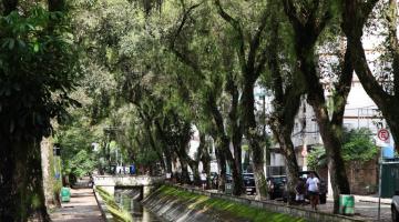 Arborização em Santos: conheça o planejamento, ações e medidas para a qualidade de vida