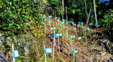 No morro em uma área verde várias marcações com papel azul. #paratodosverem