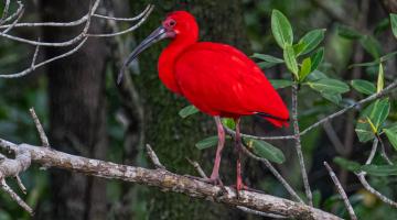 Pássaro no manguezal. #Paratodosverem.