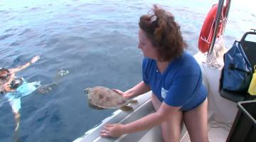 Após tratamento no Aquário, tartarugas são devolvidas ao mar 