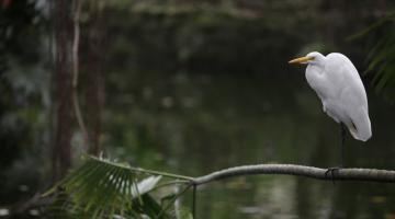 garça descansa ao lado de rio #paratodosverem