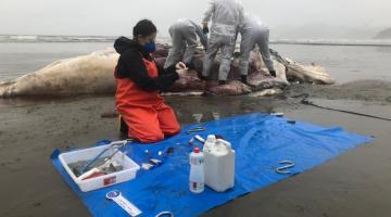 Profissionais mexem em baleia morta na praia. #paratodosverem