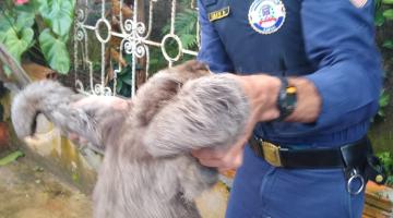 Guarda Municipal de Santos resgata e devolve bicho-preguiça à mata