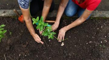 Cursos on-line do Jardim Botânico de Santos incentivam contato com a natureza