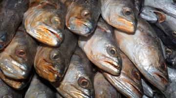 vários peixes expostos à venda. #paratodosverem