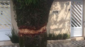 Prefeitura busca identificar autor de vandalismo em árvore 