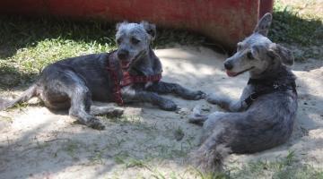 dois cachorros repousam em meia sombra sobre areia e grama. #paratodosverem