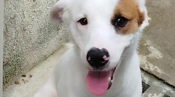foto de cachorro #paratodosverem 