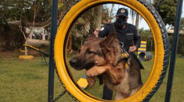 pastor alemão salta e passa no meio de uma roda. Ele está em treinamento. A imagem mostra o animal em primeiríssimo plano, como guarda aofundo. Eles estão em um jardim. #paratodosverem