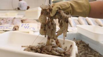 mão segura camarões #paratodosverem