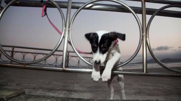 Cachorro debruçado em gradil com areia e mar ao fundo #paratodosverem