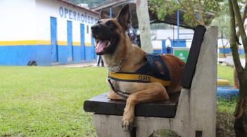 cão está sentado em banco. Ele usa uniforme da guarda. Ao fundo, o barracão do canil. #paratodosverem