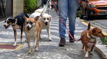 quatro cães estão presos em guias, sendo conduzidos por uma pessoa na rua. #paratodosverem