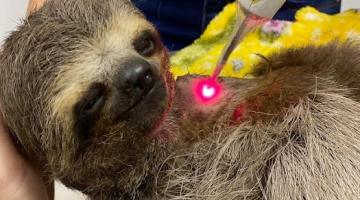 Com carinho especial, bicho-preguiça se recupera no Orquidário de Santos após grave acidente