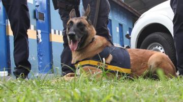 argos está sentado na grama usando uniforme. #paratodosverem